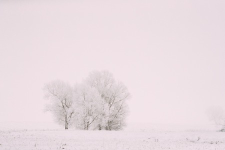 Snow-covered Field In Winter Frosty Day. Fluffy Trees In Snow. Minimalism In Winter Landscape.の写真素材