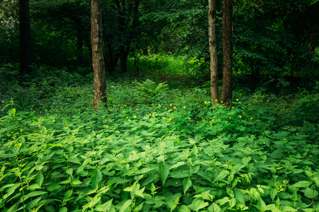 Summer Green Deciduous Forest Trees with Nettlesの写真素材