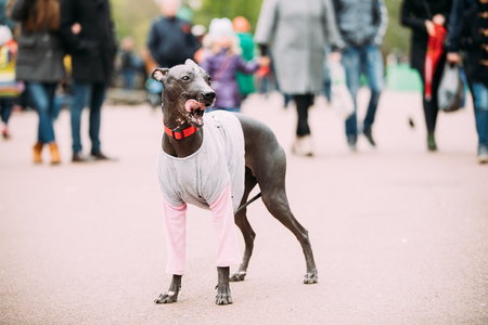Mexican Hairless Dog In Outfit Playing In City Park. The Xoloitzcuintliの写真素材