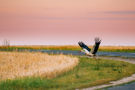 Adult European White Stork Taking Off From Agricultural Field In Belarusの写真素材