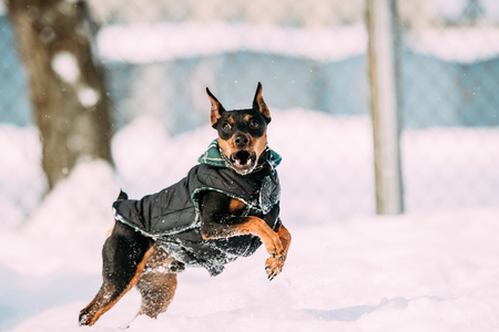 Funny Black Miniature Pinscher Zwergpinscher, Min Pin Dog Playingの写真素材