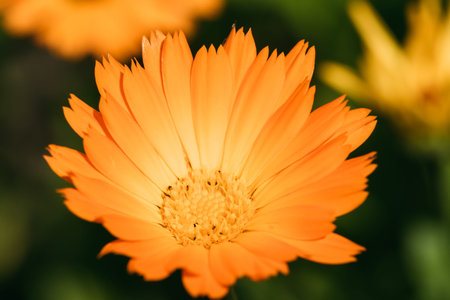 Orange Flower Of Calendula Officinalis. Medicinal Plant