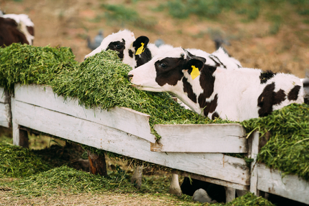 Young Calves Eat Green Food On Farm.の写真素材