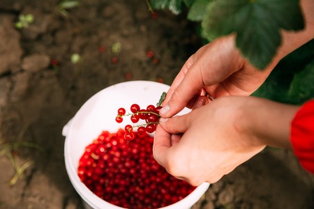 Woman Drops A Redcurrant Red Currant Berries In A Bucket During Gathering Of Berries. Picking Berries In Fruit Garden. Summer Harvest Concept. Close Up.の写真素材