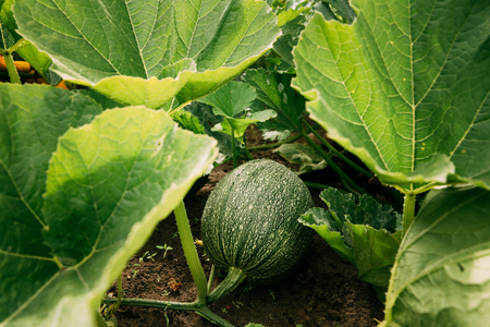 Ripe Green Zucchini Or Courgette In Summer Garden. Summer Harvest.の写真素材