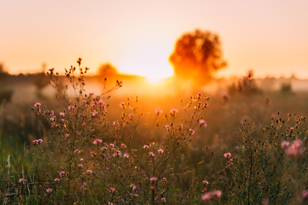 Close Up Summer Wild Flowers In Sunset Sunrise Sunlight.の写真素材