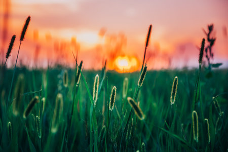 Summer Sunset Evening Sky Above Green Grass