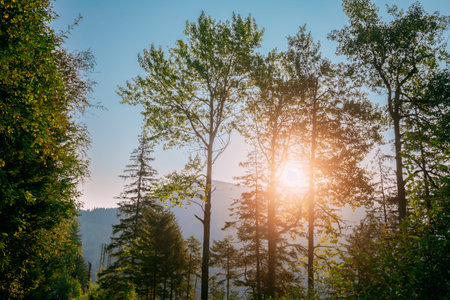 Sunset Sunrise In Summer Mountains Forest Landscape.