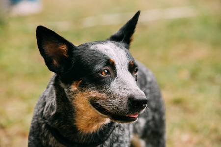 Australian Cattle Dog Close Up Portrait Outdoor. This Is Breed Oの写真素材