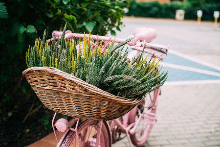 Decorative Vintage Model Old Bicycle Equipped Basket With Bush Oの写真素材