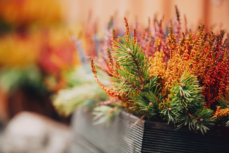 Colorful Calluna Plants In Woodem Box In Garden.の写真素材