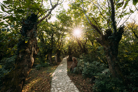 Zeda-gordi, Georgia. View Of Paved Forest Path Leading To Canyonの写真素材