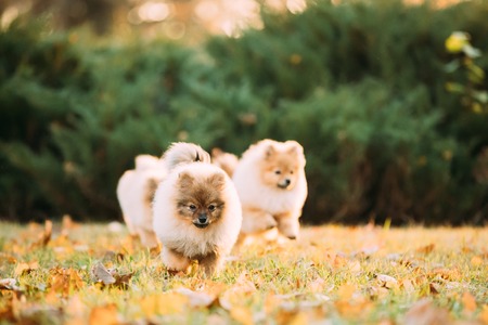 Puppies Pomeranian Spitz Dogs Play Funny Play Running Together Oの写真素材