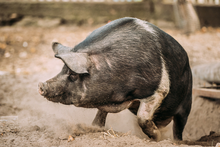 Funny Household A Large Black Pig Running In Farm Yard.の写真素材