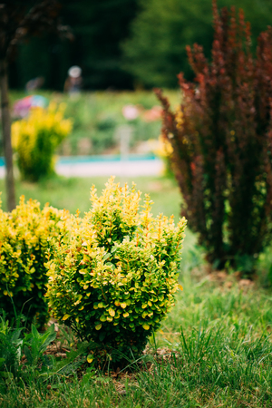 Bush Of Berberis Thunbergii, The Japanese Barberry, Thunbergs Bの写真素材