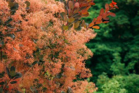 Cotinus Coggygria Scop. Royal Purple. Cotinus Coggygria, Syn. Rhの写真素材