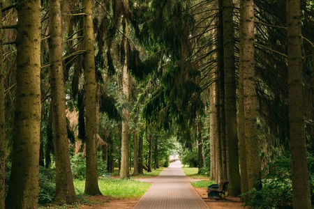 Walkway Lane Path Through Green Picea Abies, Norway Spruce Conifの写真素材