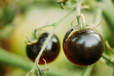 Black Growing Organic Tomato. Homegrown Tomatoes In Vegetable Gaの写真素材