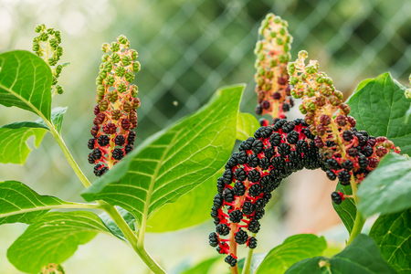 Phytolacca Americana, The American Pokeweed Or Simply Pokeweed Wの写真素材