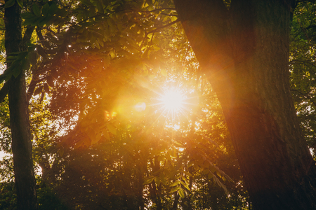 Summer Sun Shining Through Canopy Of Tall Trees. Sunlight In Decの写真素材