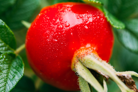 Red Rose Hip Or Rosehip, Also Called Rose Haw And Rose Hep, Is Aの写真素材