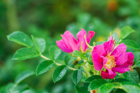 Pink Flower Of Rose. Rose Is A Woody Perennial Flowering Plant Oの写真素材