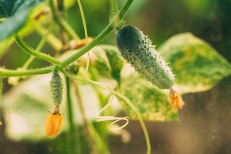 Organic Green Cucumbers Growing on Vines In Vegetable Gardenの写真素材