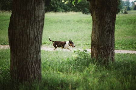 English Bull Terrier Bullterrier Dog Running In Summer Parkの写真素材