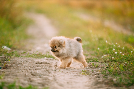 Young Puppy Pomeranian Spitz Puppy Dog Walking In Sandy Countrysの写真素材