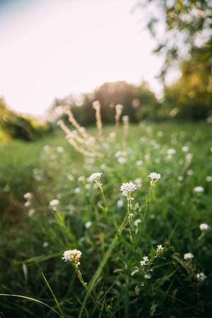Berteroa Incana In The Mustard Family, Brassicaceae. Native To Eの写真素材