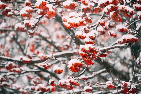 Rowans Red Berries Covered Winter Snow.