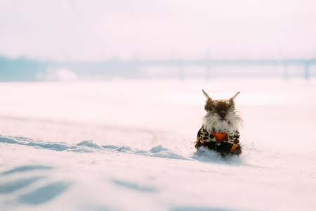 Miniature Schnauzer Dog Or Zwergschnauzer Sitting In Outfit Playの写真素材