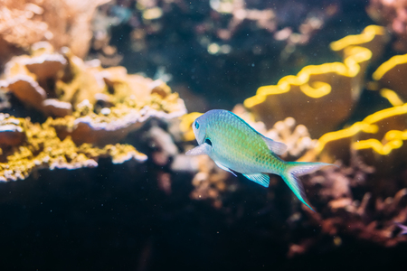 Chromis Viridis Or Green Chromis Is Species Of Damselfish Swimmiの写真素材
