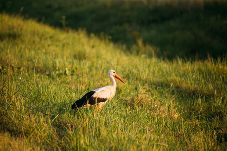 Belarus. European White Stork Standing In Green Summer Grass. Wi