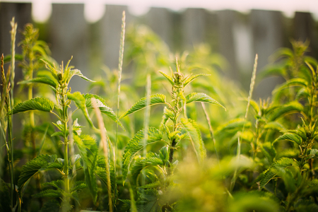 Twigs Of Wild Plant Nettle - Stinging Nettle - Urtica Dioica Inの写真素材