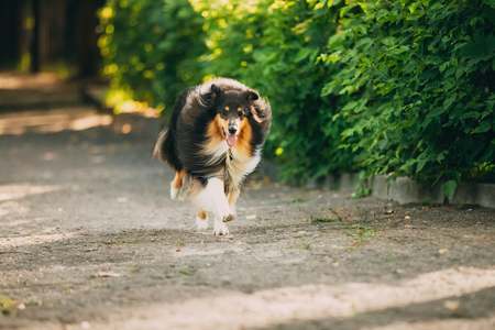 Running On Summer Road Tricolor Scottish Rough Long-Haired Engliの写真素材