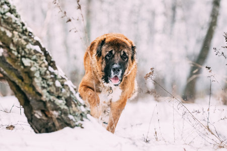 Caucasian Shepherd Dog Running Outdoor In Snowy Forest At Winter