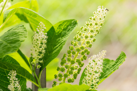 Phytolacca Americana, The American Pokeweed Or Simply Pokeweed Wの写真素材
