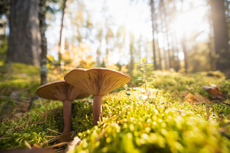 Paxillus Involutus In Autumn Forest In Belarus. Brown Roll-rim,