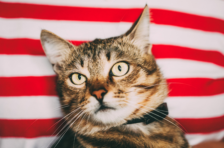 Close Up Portrait Tabby Male Kitten Catの写真素材