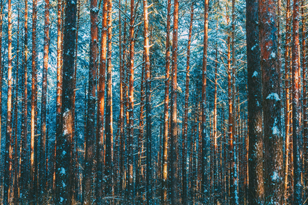 Winter forest nature snow woods backgroundの写真素材