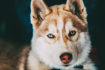 Young Happy Husky Puppy Eskimo Dog With Multicolored Eyesの写真素材