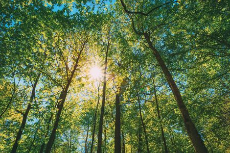Spring Sun Shining Through Canopy Of Tall Trees. Upper Branches Of Treeの写真素材
