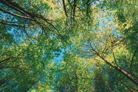 Sunny Canopy Of Tall Trees. Sunlight In Deciduous Forest, Summer Nature. Upper Branches Of Maple Tree. Low Angle View.の写真素材