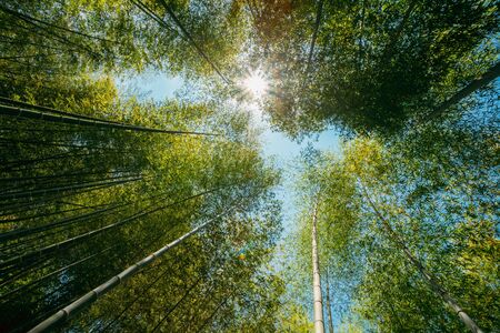 Spring Sun Shining Through Canopy Of Tall Trees Bamboo Woods. Sunlight In Tropical Forest, Summer Nature.の写真素材