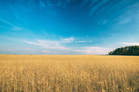 Landscape Of Young Summer Yellow Sprouts Of Wheat In Field Under Sunny Blue Sky At Sunset Or...