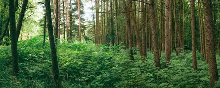 Panorama Of Summer Mixed Forest In Eastern Europe. Panoramic Vieの写真素材
