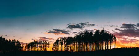 Sunset Sunrise In Pine Forest. Sunny Coniferous Forest. Fir-Trees Woods In Landscape Under Bright Colorful Dramatic Sky And Dark Ground With Trees Silhouettes. Panorama.の写真素材