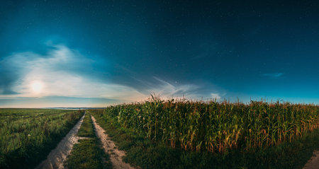 Moon In Night Starry Sky Above Landscape With Rural Country Road Through Green Corn Field And...