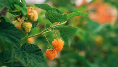 Yellow Or Golden Raspberries. Growing Organic Berries Closeup. Ripe Raspberry In Fruit Garden. Panorama, Panoramic View With Copy Spaceの写真素材